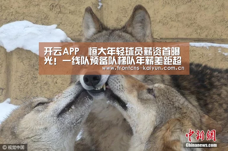 开云APP
